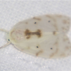 Schistophleps albida at Urraween, QLD - suppressed