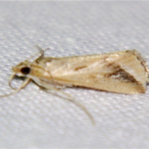 Unverified Pyralid or Snout Moth (Pyralidae & Crambidae) by PJH123