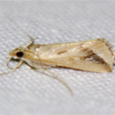 Unverified Pyralid or Snout Moth (Pyralidae & Crambidae) by PJH123