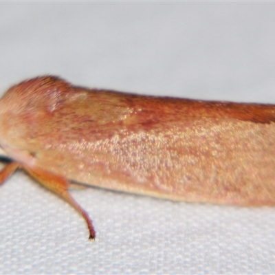 Unverified Curved-horn moth (all Gelechioidea except Oecophoridae) by PJH123