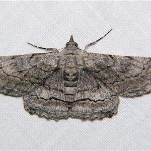 Unverified Geometer moth (Geometridae) by PJH123