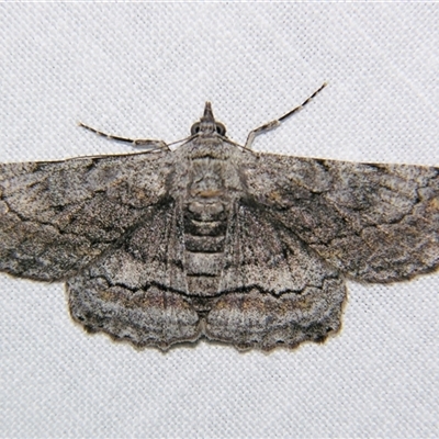 Unverified Geometer moth (Geometridae) by PJH123