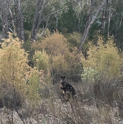 Wallabia bicolor (Swamp Wallaby) at Crowther, NSW - Yesterday by Frecko