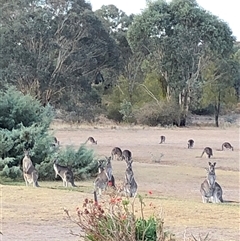 Macropus giganteus (Eastern Grey Kangaroo) at Crowther, NSW - Yesterday by Frecko