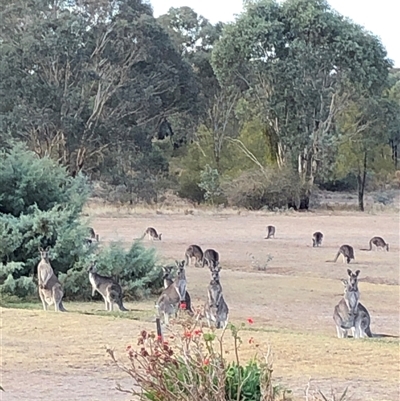 Macropus giganteus (Eastern Grey Kangaroo) at Crowther, NSW - Yesterday by Frecko
