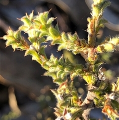 Pultenaea procumbens at Crowther, NSW - 3 May 2025 by Frecko