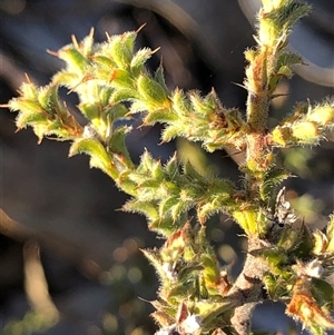 Pultenaea procumbens at Crowther, NSW - 3 May 2025 by Frecko
