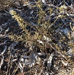 Pultenaea procumbens at Crowther, NSW - 3 May 2025 04:15 PM