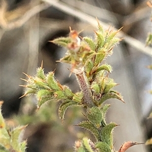Pultenaea procumbens at Crowther, NSW - 3 May 2025 04:15 PM