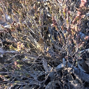 Unverified Plant at Crowther, NSW - 3 May 2025 by Frecko