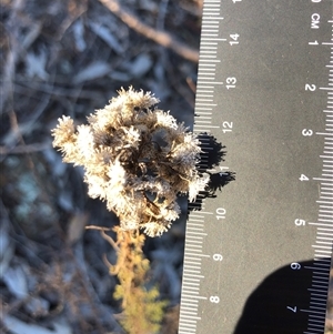Unverified Plant at Crowther, NSW - 3 May 2025 by Frecko