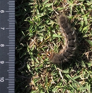 Unverified Insect at Crowther, NSW - 3 May 2025 by Frecko