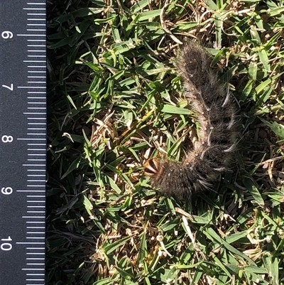 Unverified Insect at Crowther, NSW - 3 May 2025 by Frecko