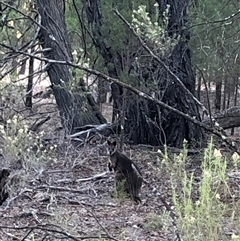 Wallabia bicolor (Swamp Wallaby) at Crowther, NSW - 2 May 2025 by Frecko