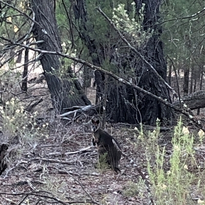 Wallabia bicolor (Swamp Wallaby) at Crowther, NSW - 2 May 2025 by Frecko