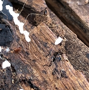 Unverified Fungus at Crowther, NSW - 2 May 2025 by Frecko