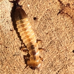 Unverified Insect at Crowther, NSW - 2 May 2025 by Frecko