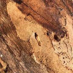 Cucujidae (Family) at Crowther, NSW - 2 May 2025 02:30 PM