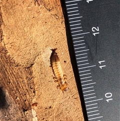 Cucujidae (Family) at Crowther, NSW - 2 May 2025 02:30 PM