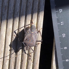 Unverified Insect at Crowther, NSW - 2 May 2025 by Frecko
