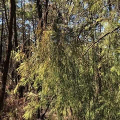 Exocarpos cupressiformis at Crowther, NSW - 2 May 2025 by Frecko