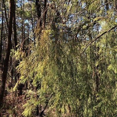 Exocarpos cupressiformis at Crowther, NSW - 2 May 2025 by Frecko