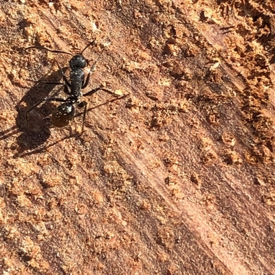 Camponotus aeneopilosus (A Golden-tailed sugar ant) at Crowther, NSW - 1 May 2025 by Frecko