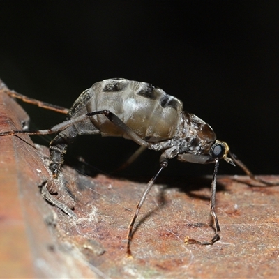 Boreoides subulatus at Paddys River, ACT - 1 May 2025 by TimL
