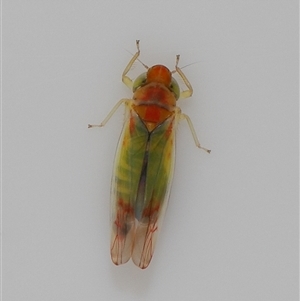 Cicadellidae (family) at Lawson, ACT - 3 May 2025 by TimL