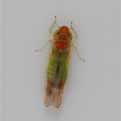 Cicadellidae (family) at Lawson, ACT - 3 May 2025 by TimL
