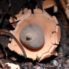 Geastrum sp. (genus) at Paddys River, ACT - 1 May 2025 by TimL