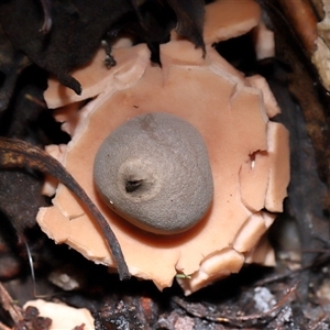 Geastrum sp. (genus) at Paddys River, ACT - 1 May 2025 by TimL