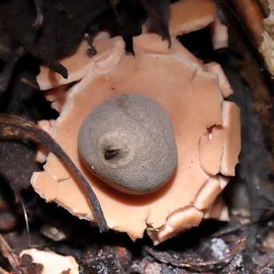 Geastrum sp. (genus) at Paddys River, ACT - 1 May 2025 by TimL