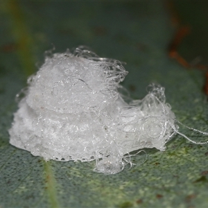 Glycaspis sp. (genus) (Unidentified sugary lerp) at Throsby, ACT - 30 Apr 2025 by TimL