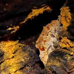 zzz puzzles on wood at Paddys River, ACT - 1 May 2025 by TimL