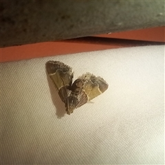 Pyralis farinalis (Meal Moth) at Latham, ACT - Yesterday by rjwhite