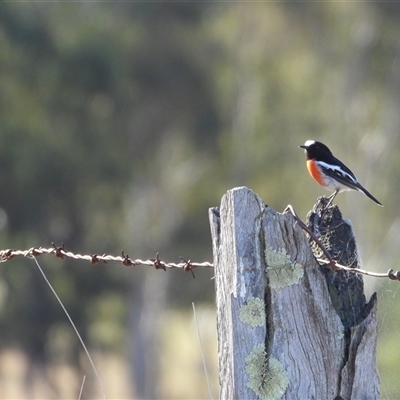 Petroica boodang at Kambah, ACT - Yesterday by LineMarie