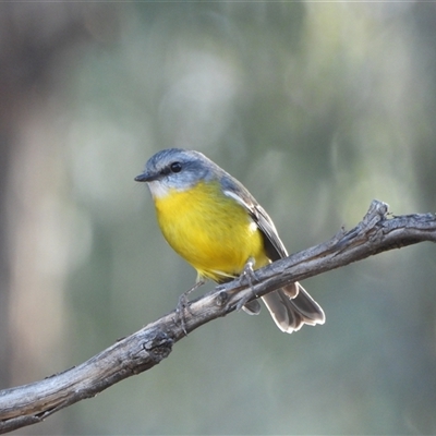 Eopsaltria australis at Kambah, ACT - Yesterday by LineMarie