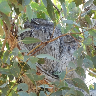 Podargus strigoides at Kambah, ACT - Yesterday by LineMarie