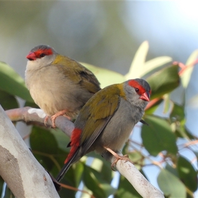 Neochmia temporalis at Kambah, ACT - Yesterday by LineMarie