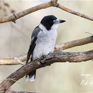 Unverified Other Birds at Cook, ACT - 6 Apr 2025 by Rheardy