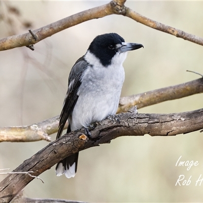 Cracticus torquatus at Cook, ACT - 6 Apr 2025 by Rheardy