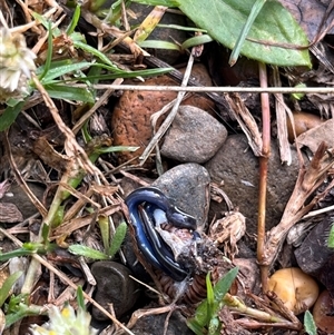 Unverified Other Invertebrate at Main Creek, NSW - Today by Warrigal