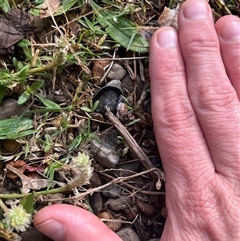 Caenoplana coerulea at Main Creek, NSW - 5 May 2025 08:39 AM