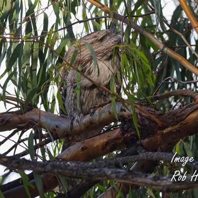 Podargus strigoides at Cook, ACT - 6 Apr 2025 by Rheardy