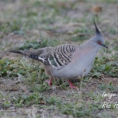 Ocyphaps lophotes at Cook, ACT - 6 Apr 2025 by Rheardy