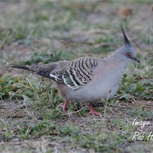 Ocyphaps lophotes at Cook, ACT - 6 Apr 2025 by Rheardy