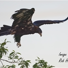 Aquila audax at Cook, ACT - 8 Apr 2025 by Rheardy