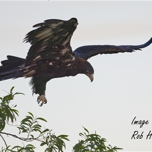 Aquila audax at Cook, ACT - 8 Apr 2025 by Rheardy
