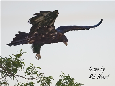 Aquila audax (Wedge-tailed Eagle) at Cook, ACT - 8 Apr 2025 by Rheardy